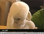 Thumbnail: Still from the user study video